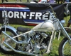 Born Free Show - Art Hall #61